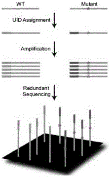 Constructing method of amplification sublibrary for precise sequencing of ctDNA