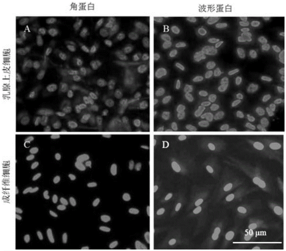 Primary isolated culture method for dairy cow mammary epithelial cells