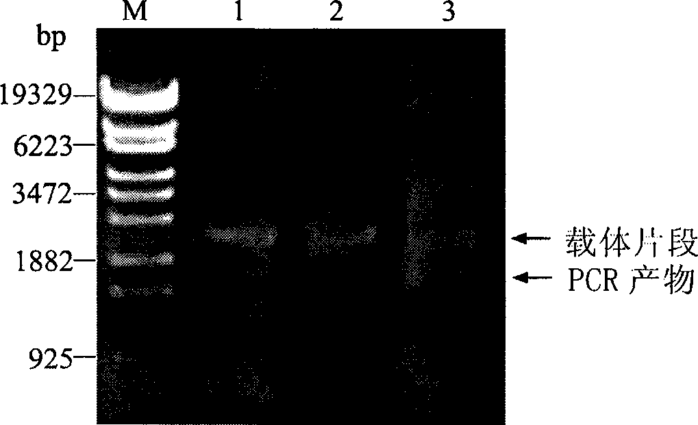 Method and kit for in-situ construction of gene mutation library