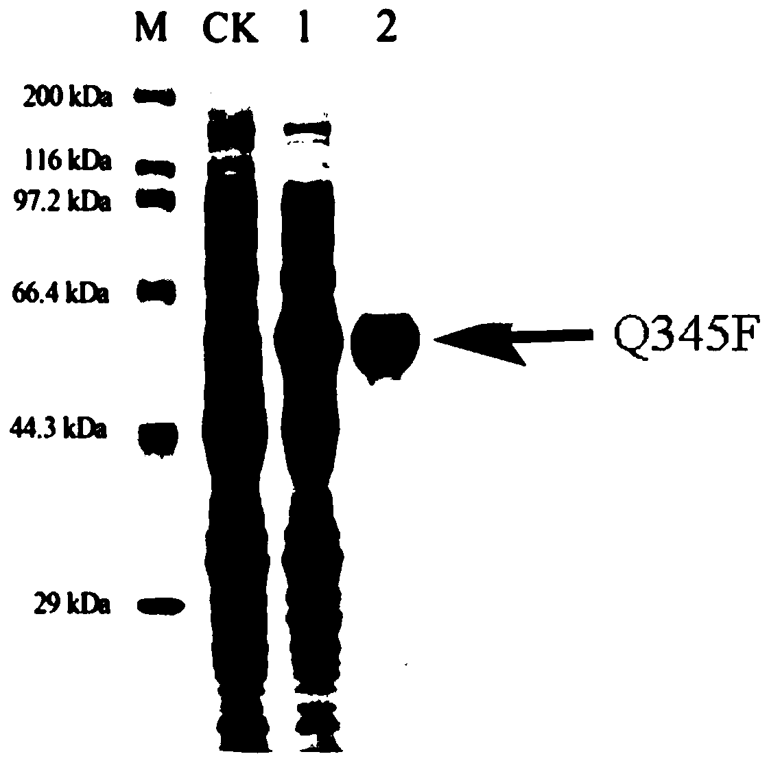 Sucrose phosphorylase mutant Q345F with glycosylation to quercetin