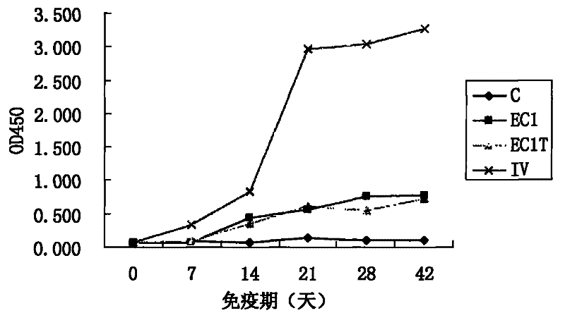 Sheep aphthovirus Asial type multi-epitope recombinant vaccine and preparation method thereof