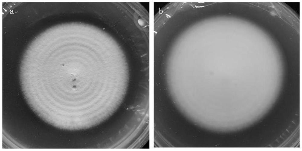 Beauveria bassiana strain with broad-spectrum insecticidal property and application thereof