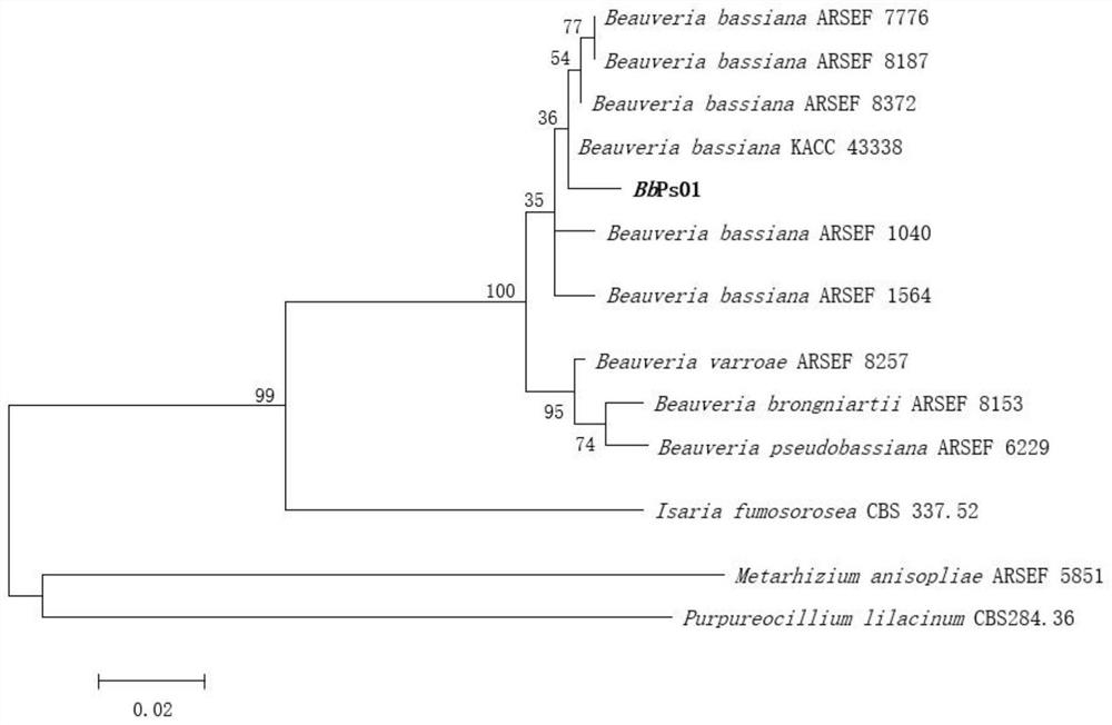 Beauveria bassiana strain with broad-spectrum insecticidal property and application thereof