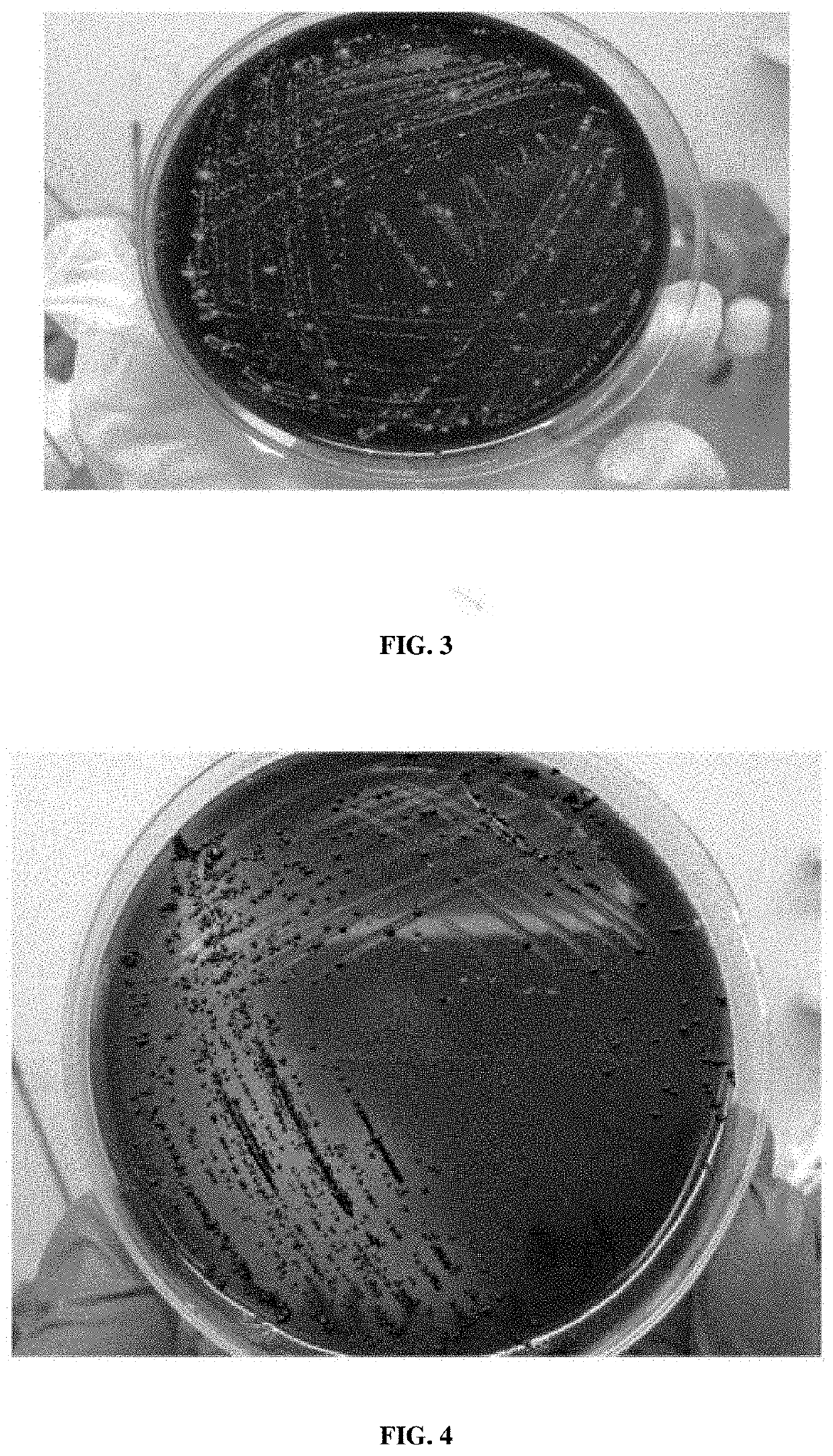 Medium for primary isolation of porphyromonas gingivalis, and a medium for preparing the medium and use thereof