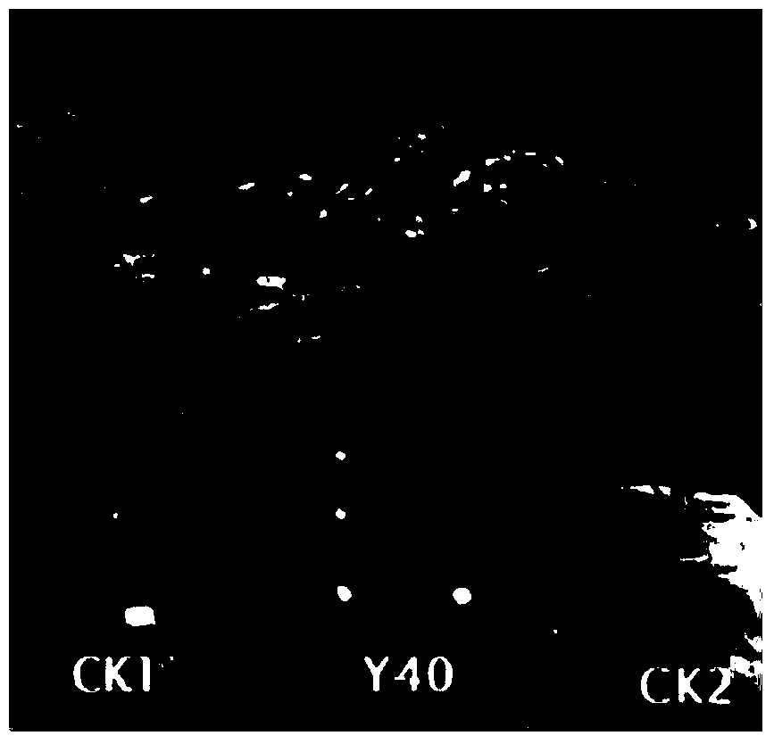 A phosphate-solubilizing and growth-promoting bacterium y40 of the genus Acinetobacter and its application