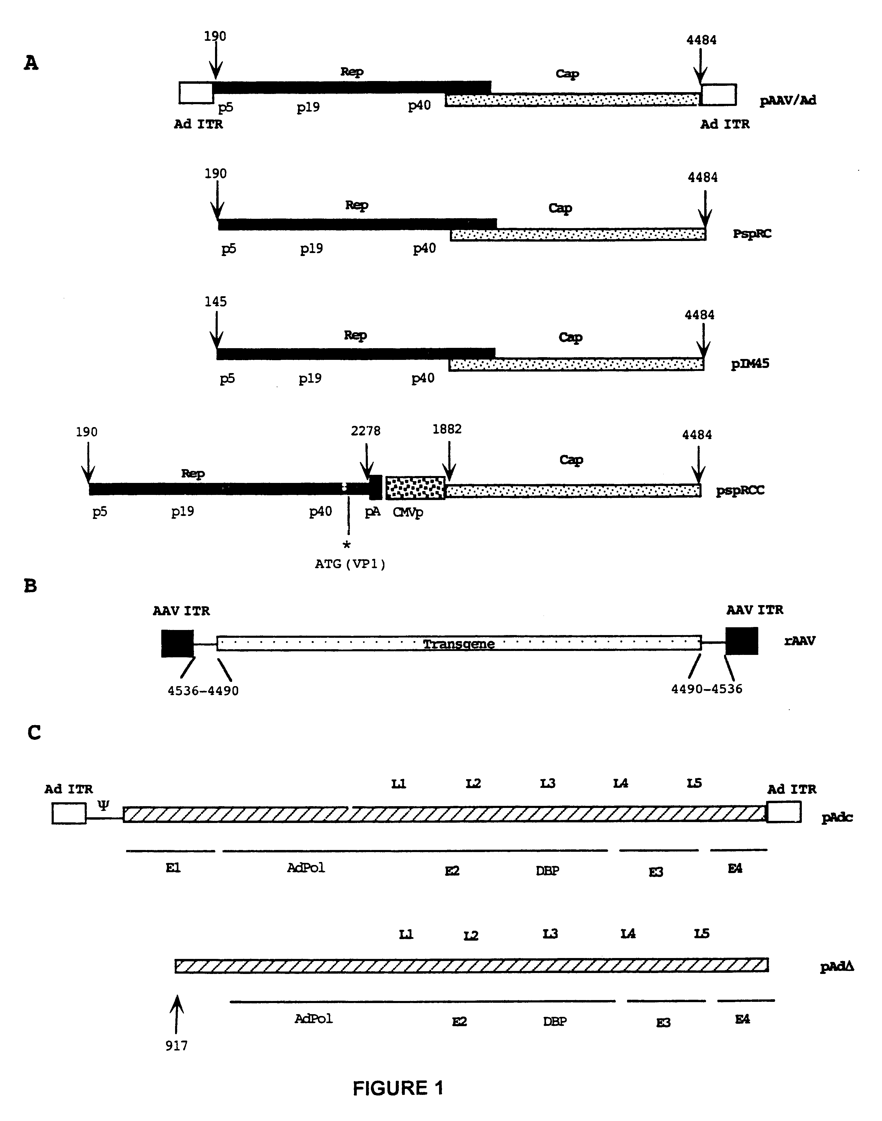 Compositions and methods for recombinant Adeno-Associated Virus production