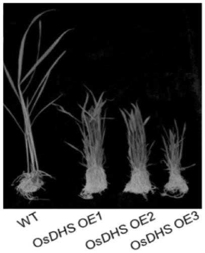 Application of osdhs gene in regulation of rice cuticle wax synthesis