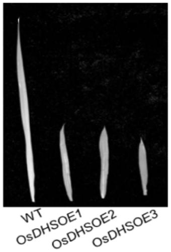 Application of osdhs gene in regulation of rice cuticle wax synthesis