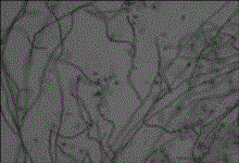 Sporotrichum pulverulentum strain and application thereof