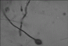 Sporotrichum pulverulentum strain and application thereof