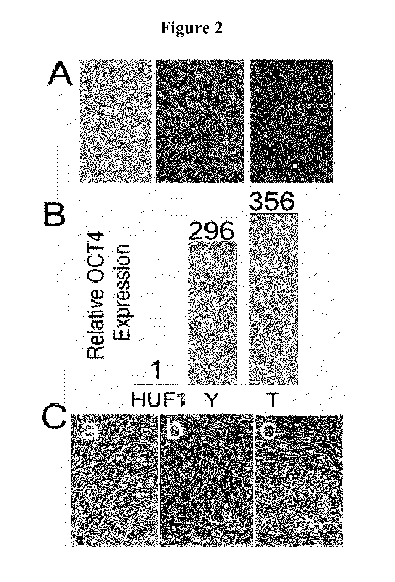 Pluripotent cell lines and methods of use thereof
