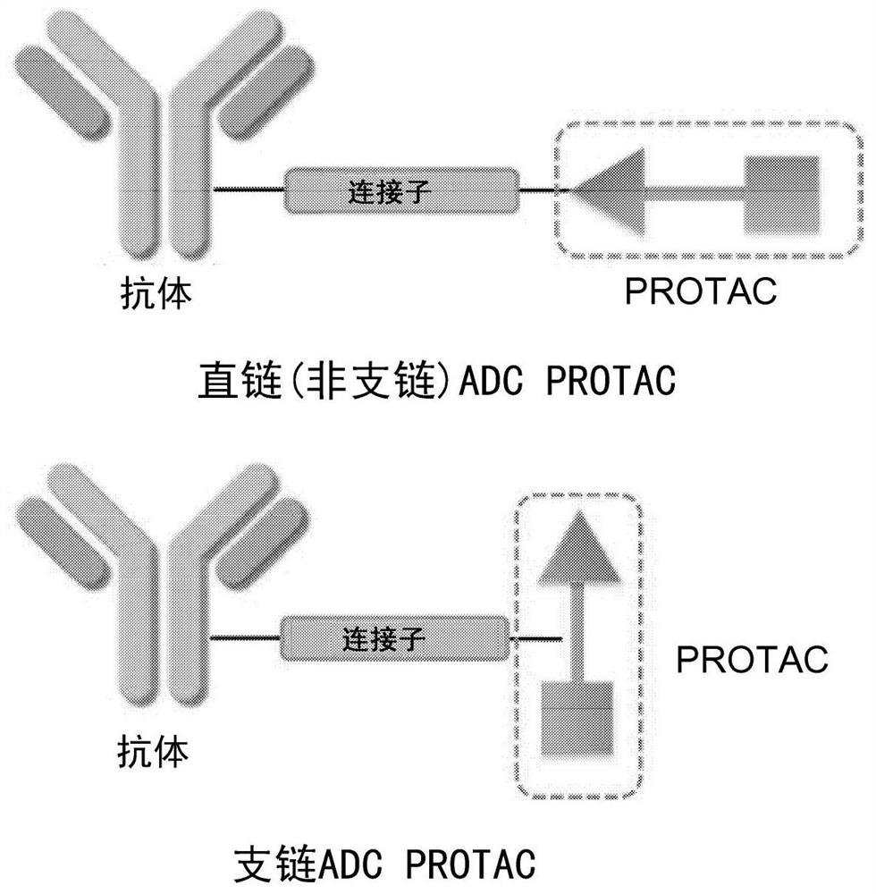 Antibody protac conjugates