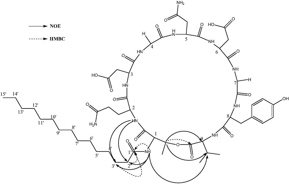 Novel cyclolipopeptide antibiotic locillomycin (locillomycin) a, b, c and production method thereof