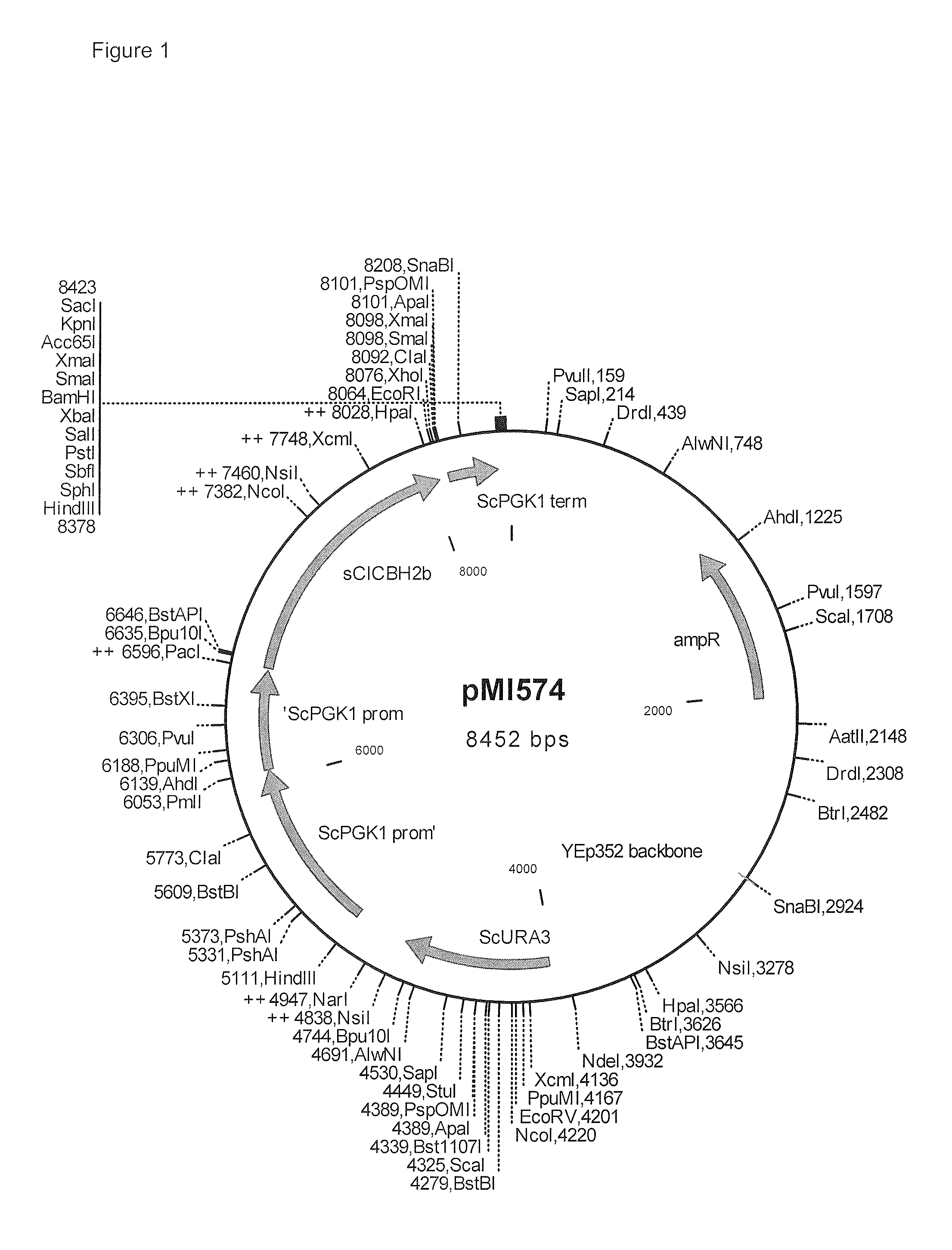 Heterologous expression of fungal cellobiohydrolase 2 genes in yeast