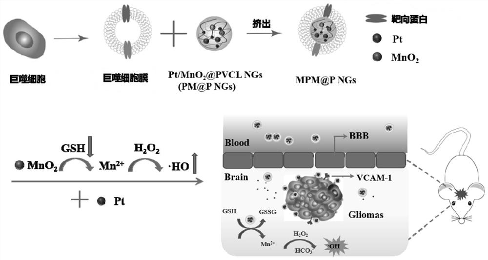 Bionic nano hydrogel coated with a macrophage membrane and loaded with manganese dioxide MnO2 and cis-platinum Pt as well as preparation and application thereof