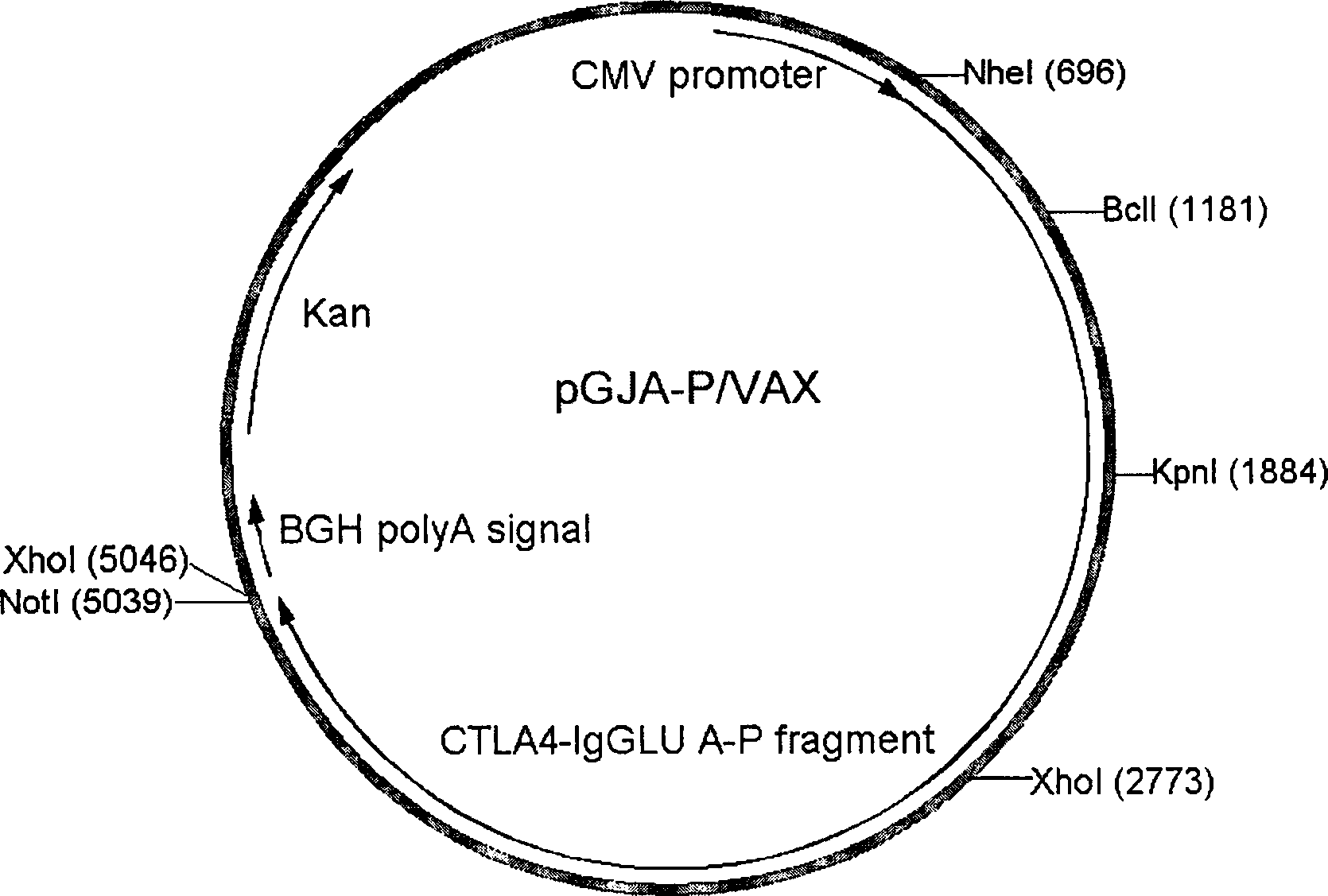Target directional confluent DNA vaccine for preventing caries and preparation method thereof