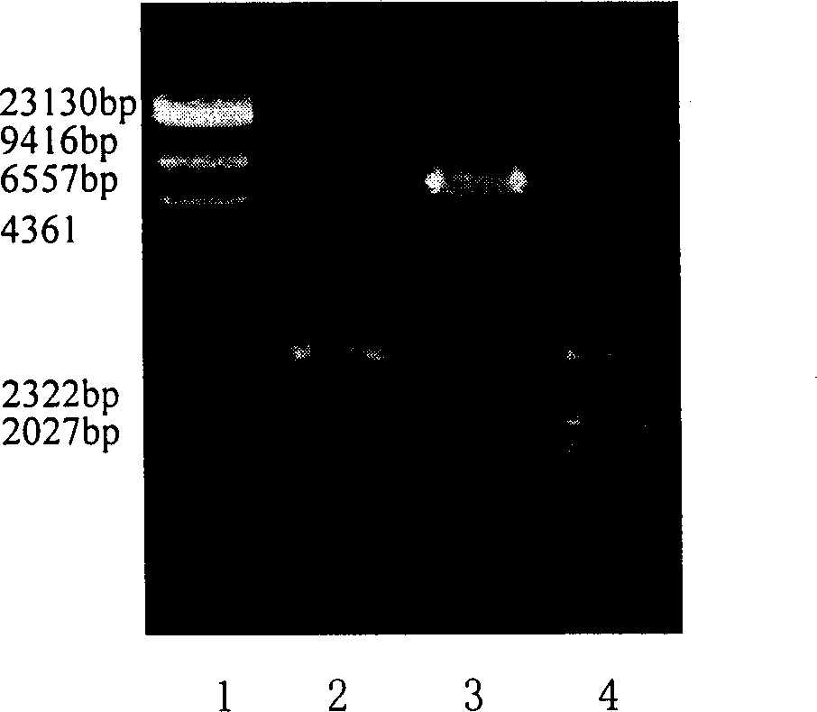 Target directional confluent DNA vaccine for preventing caries and preparation method thereof