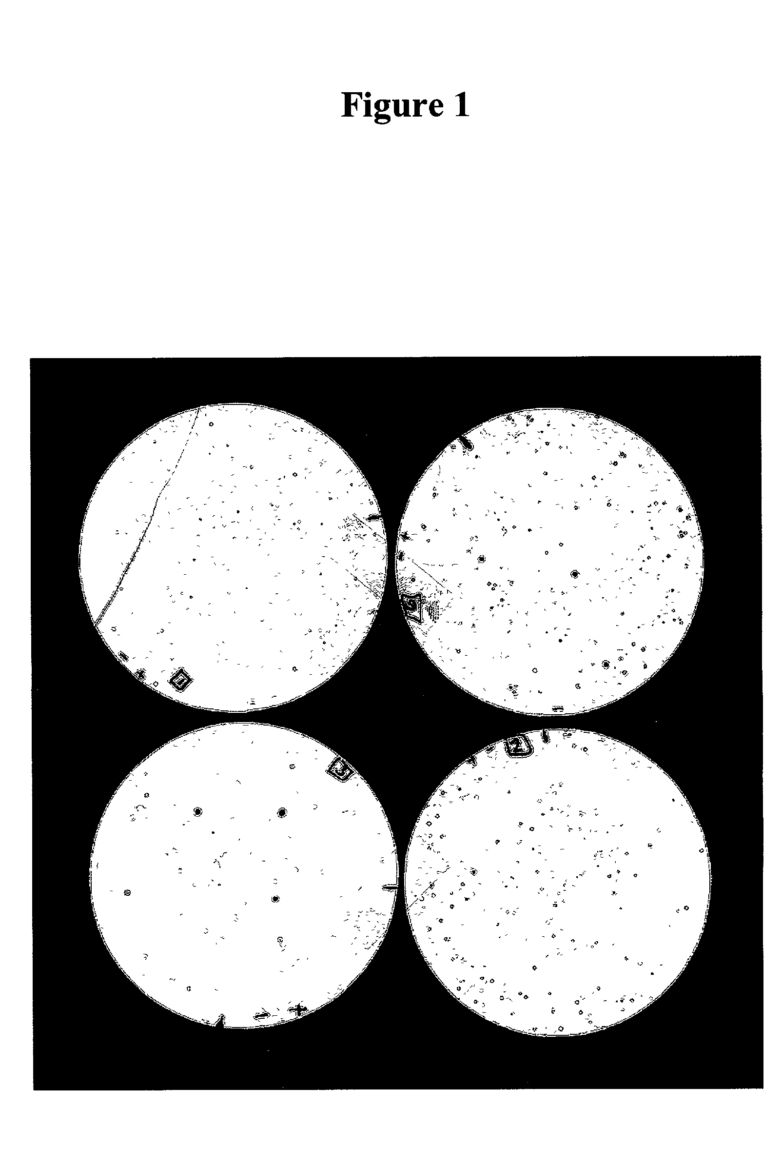 Compositions and methods for eliciting an immune response to Gram-negative bacterial infections