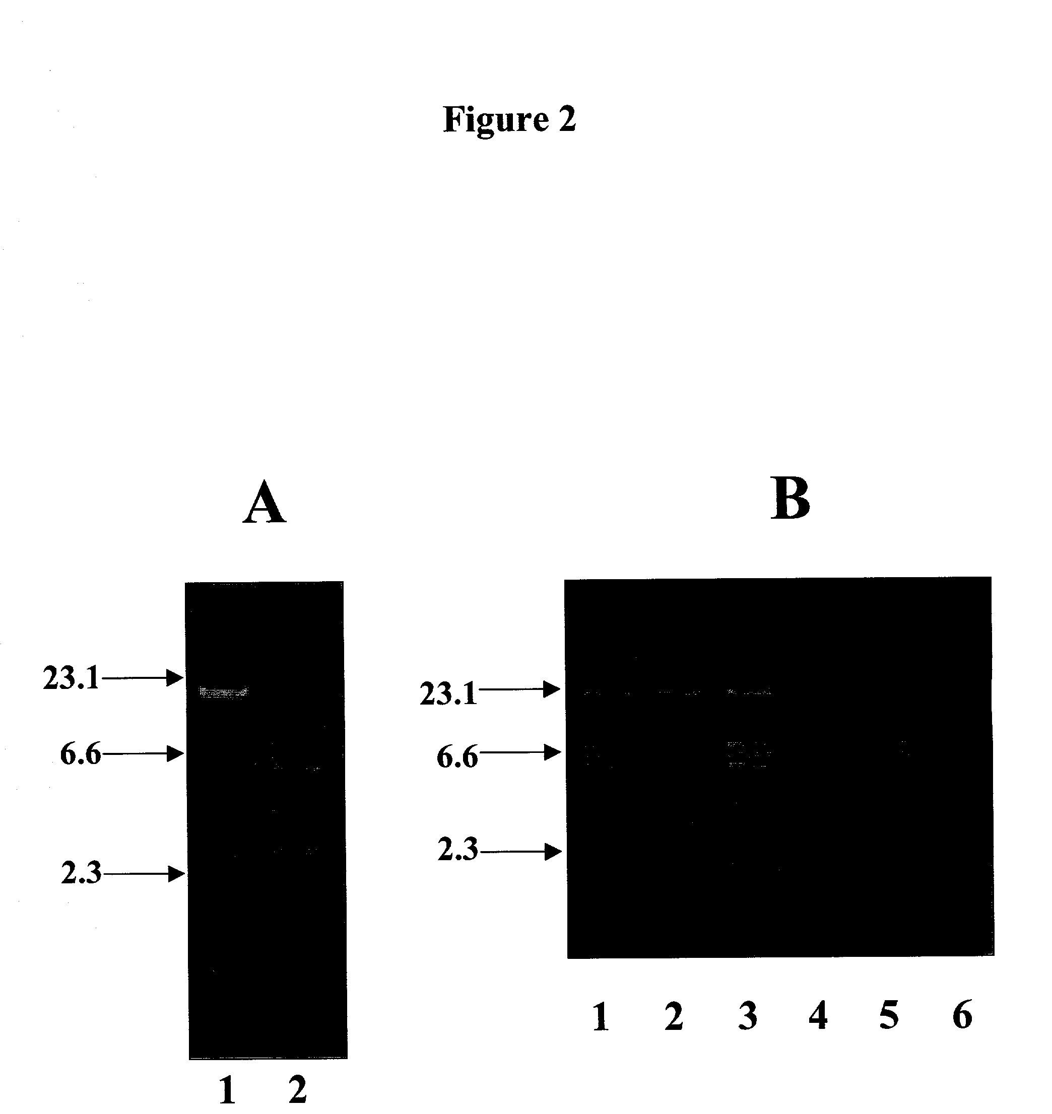 Compositions and methods for eliciting an immune response to Gram-negative bacterial infections