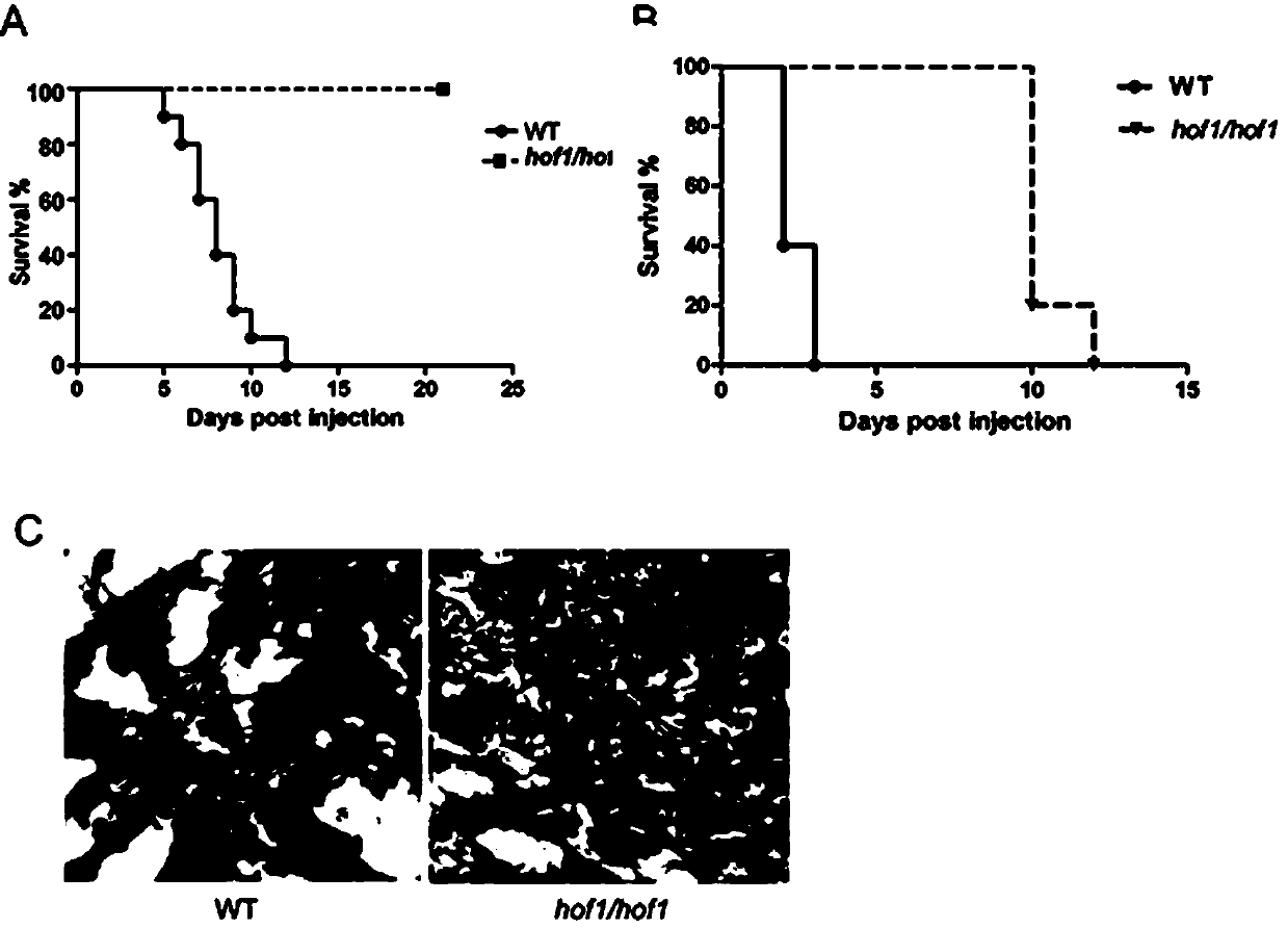 Application of candida albicans attenuated strain without HOF1 gene