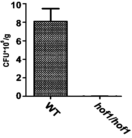 Application of candida albicans attenuated strain without HOF1 gene