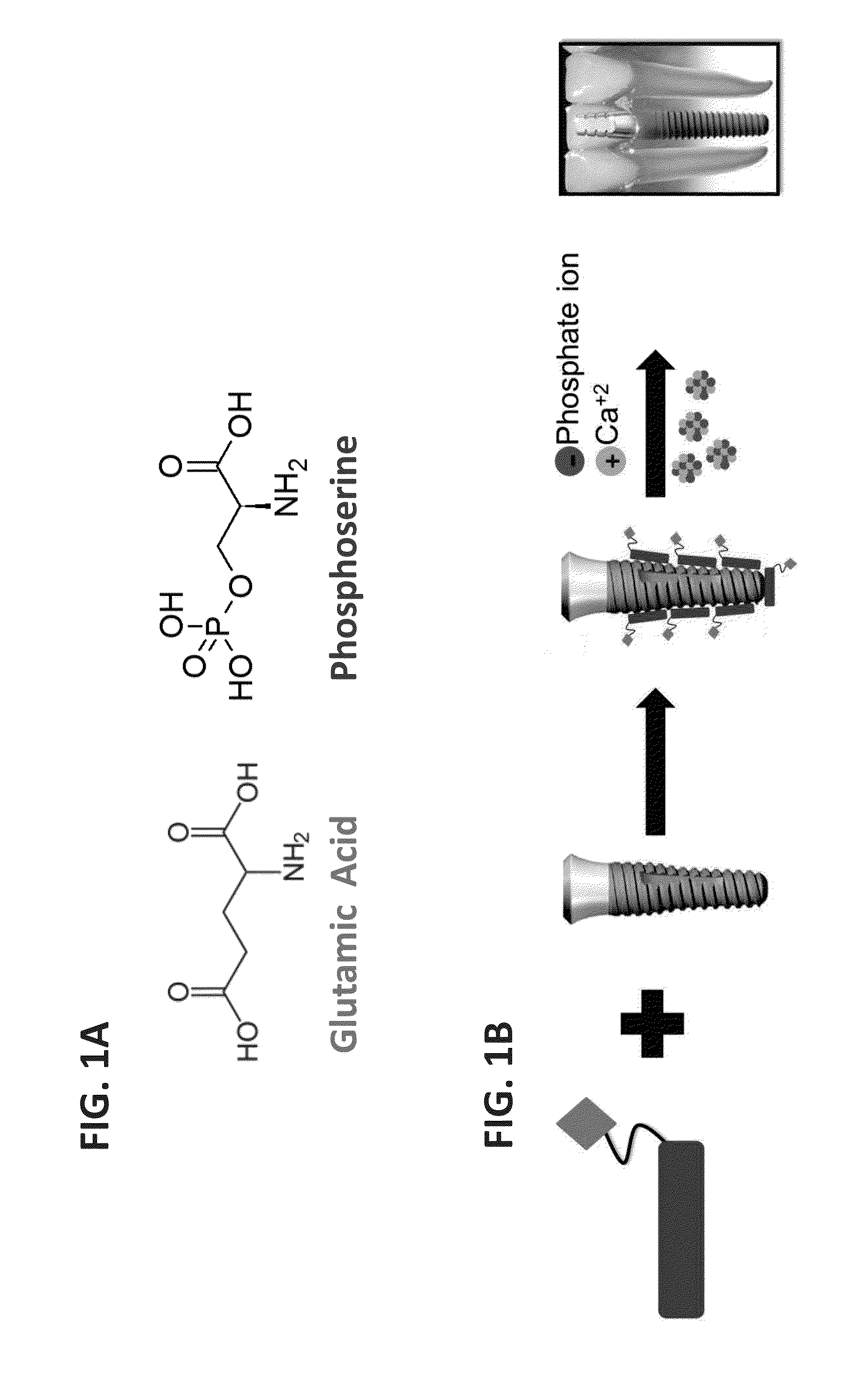 Functionalized titanium binding peptides and implants coated with same