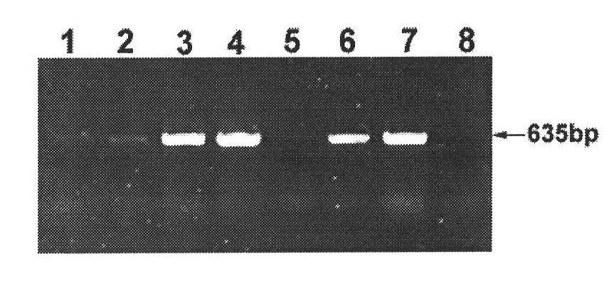 Plant expression vector and construction method thereof, and method for producing chicken alpha interferon by utilizing crowtoe as bioreactor