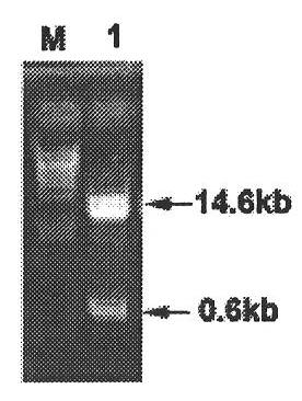 Plant expression vector and construction method thereof, and method for producing chicken alpha interferon by utilizing crowtoe as bioreactor