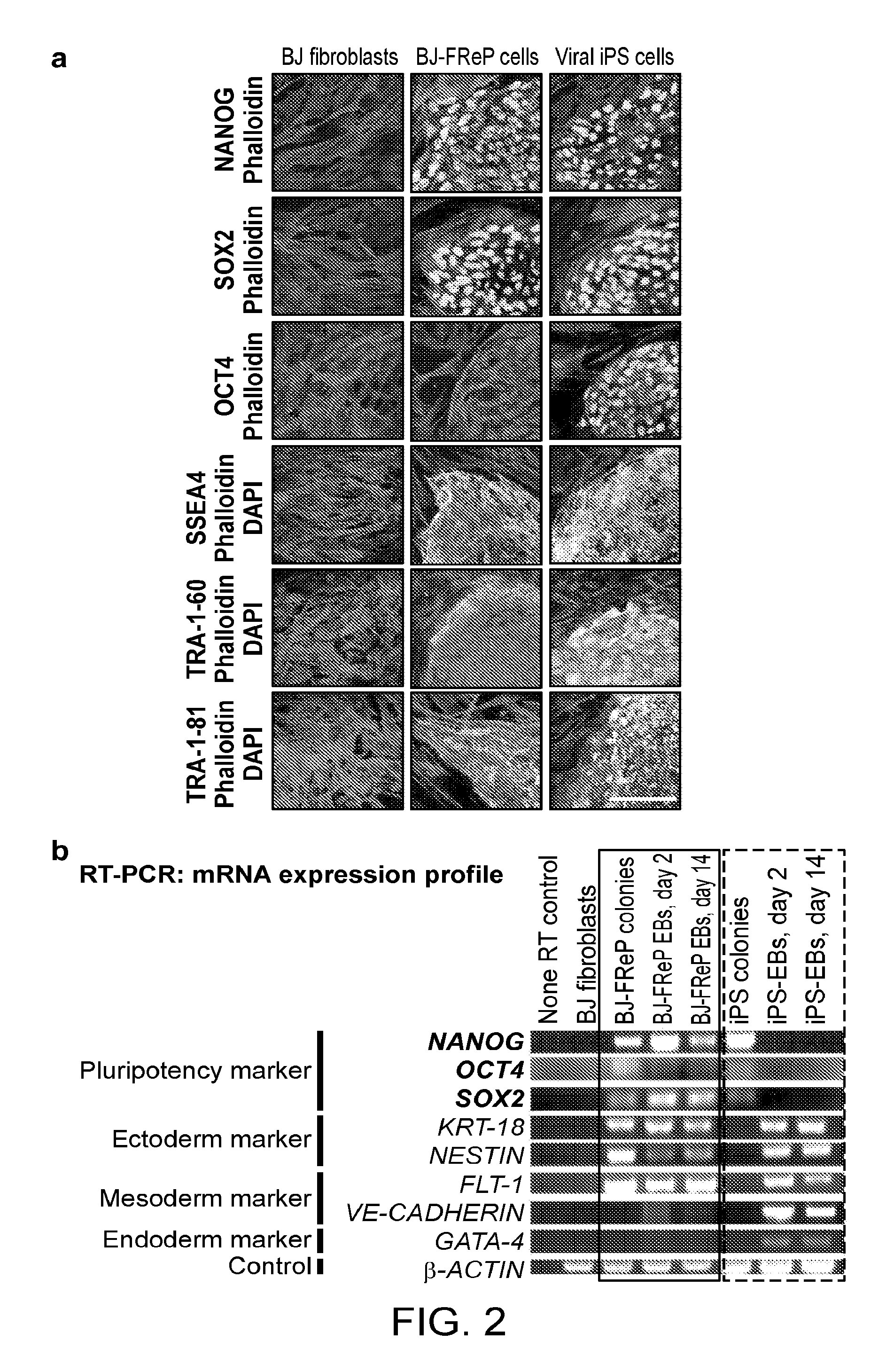 Method and composition for inducing human pluripotent stem cells