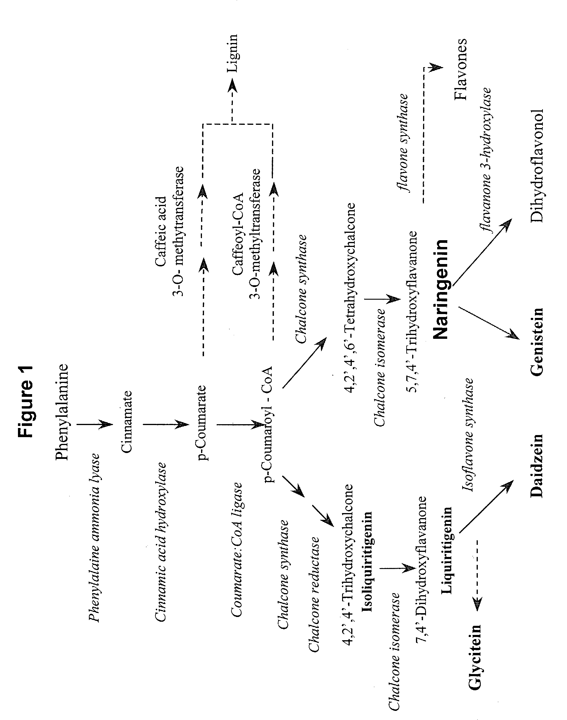 Methods to increase the isoflavonoid levels in plants and plants producing increased levels of isoflavonoids