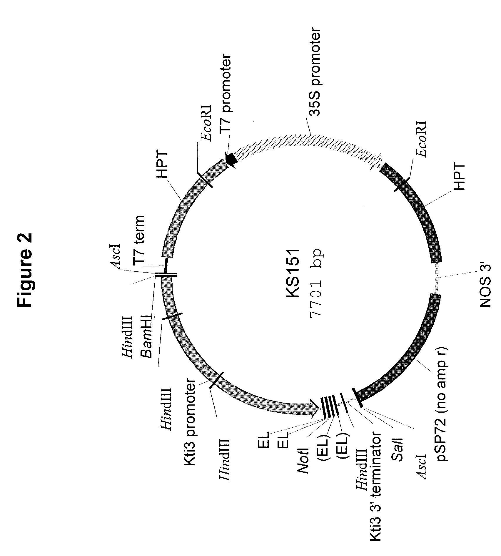 Methods to increase the isoflavonoid levels in plants and plants producing increased levels of isoflavonoids