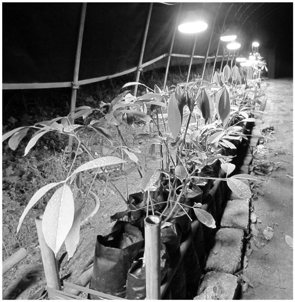 A kind of rubber tree seedling bud grafting method for rootstock seedling exempting from smearing buds