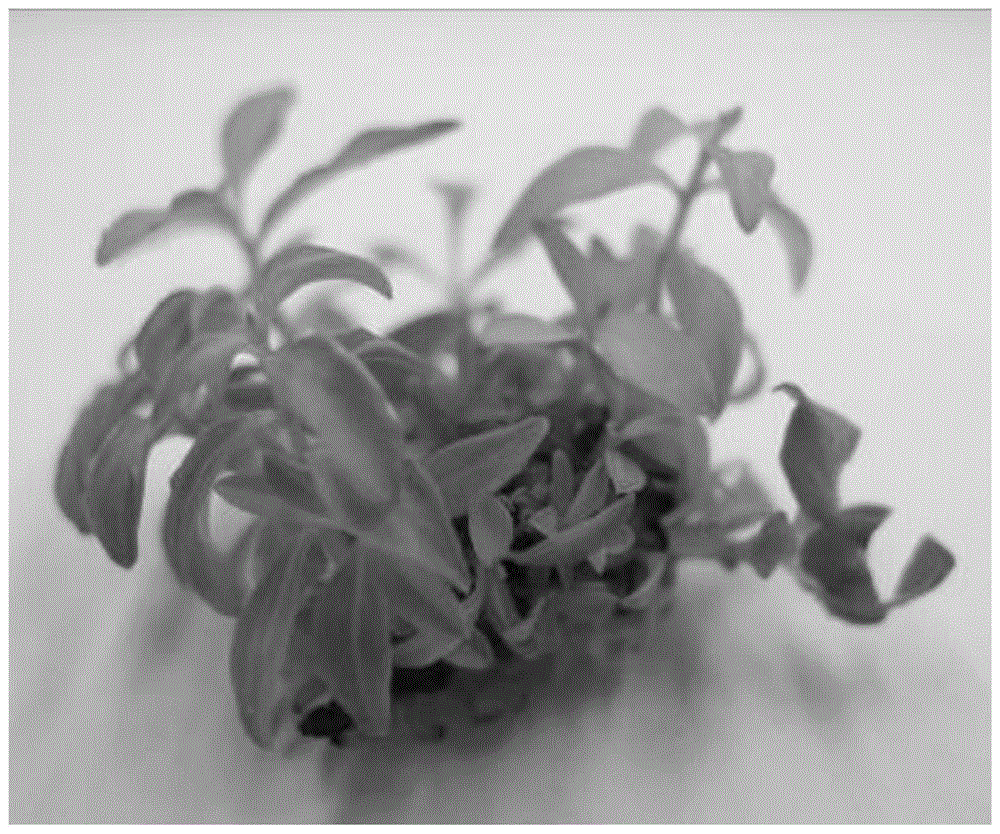 A kind of tissue culture rapid propagation method of American red leaf crape myrtle