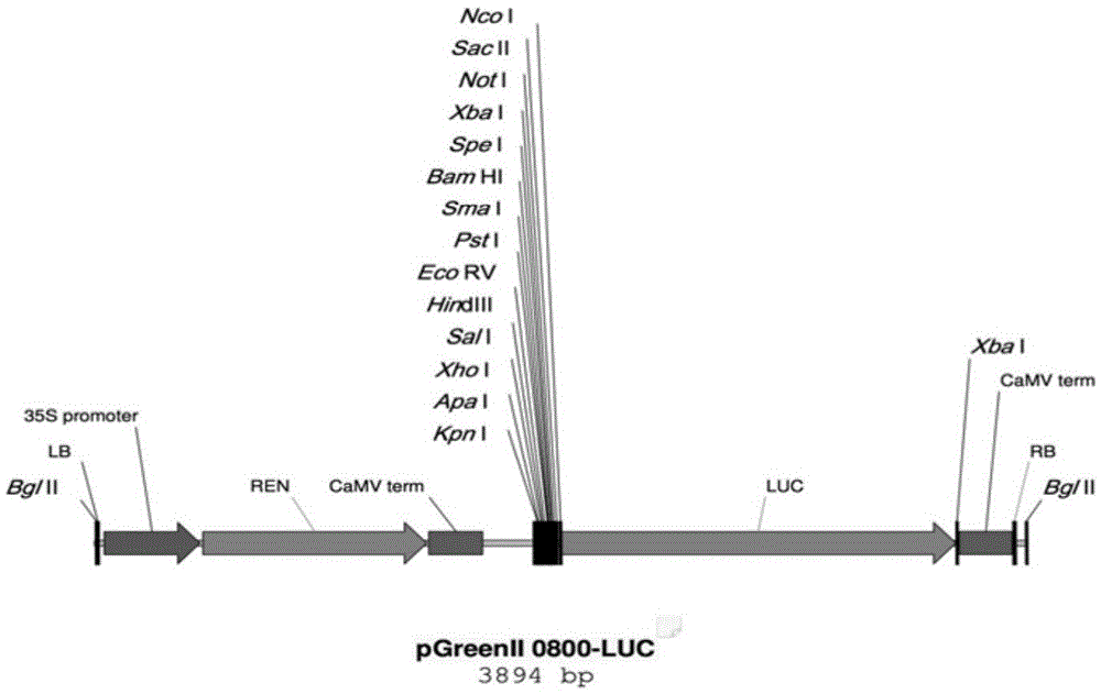 Tea tree CsANS promoter and application thereof
