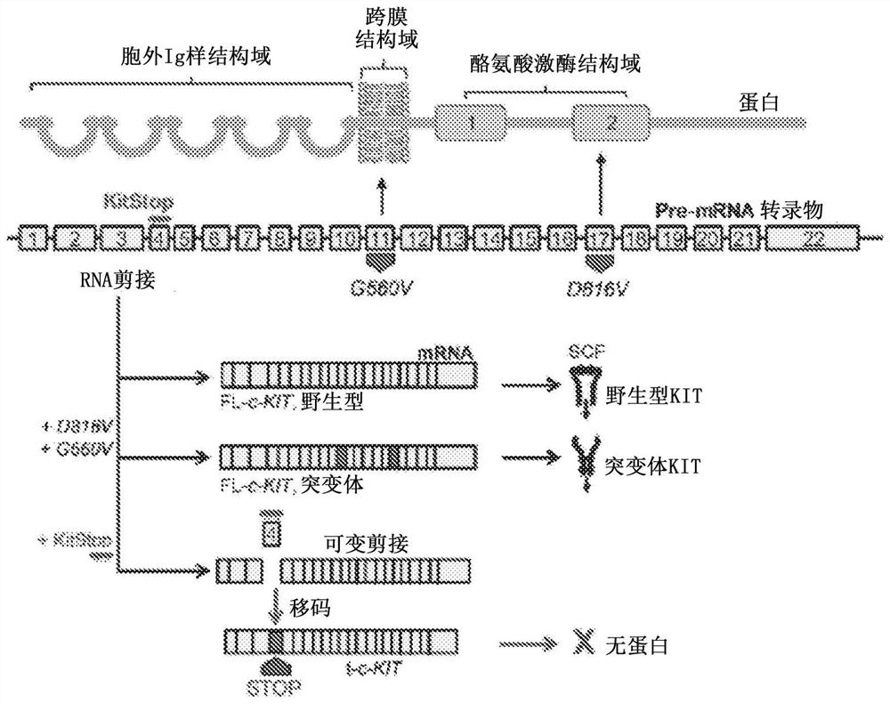 Targeting kit with splice switching oligonucleotides to induce apoptosis of mast cells