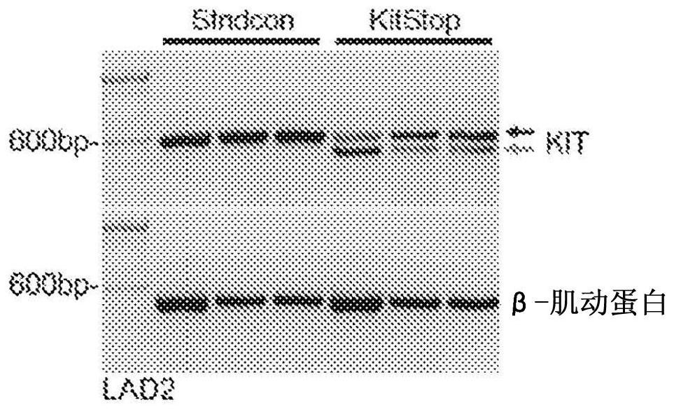 Targeting kit with splice switching oligonucleotides to induce apoptosis of mast cells