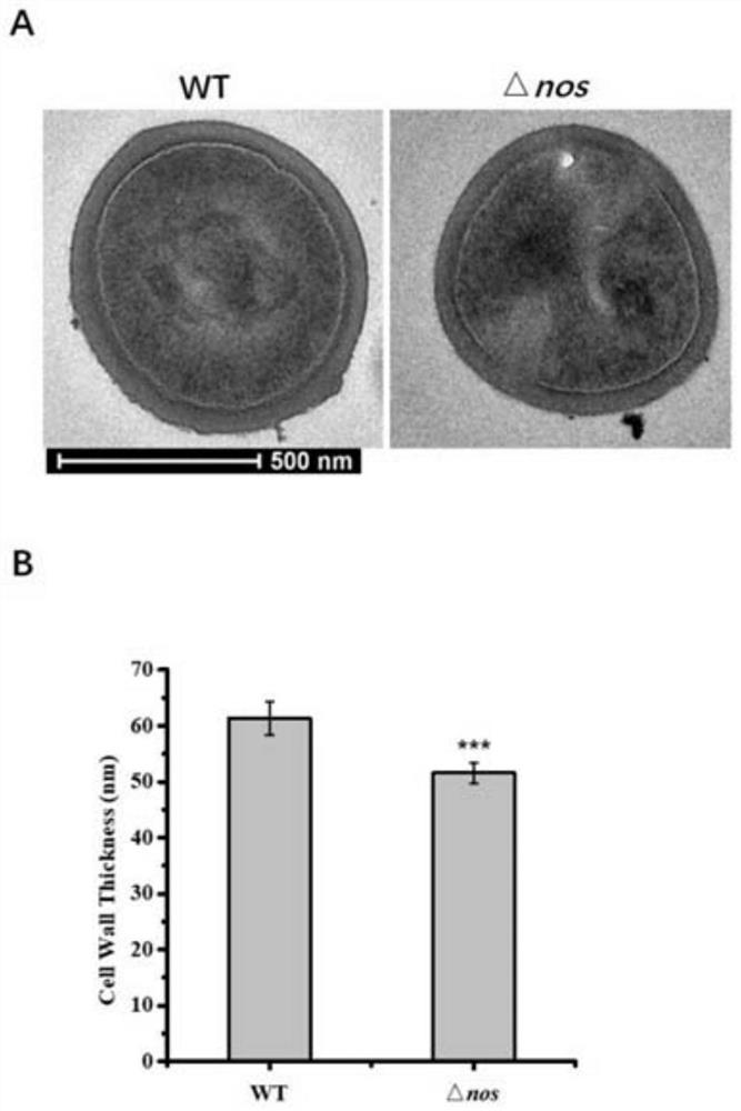 Application of nitrosation modification of transcriptional regulatory factors WalR and MgrA in treatment of staphylococcus aureus infection