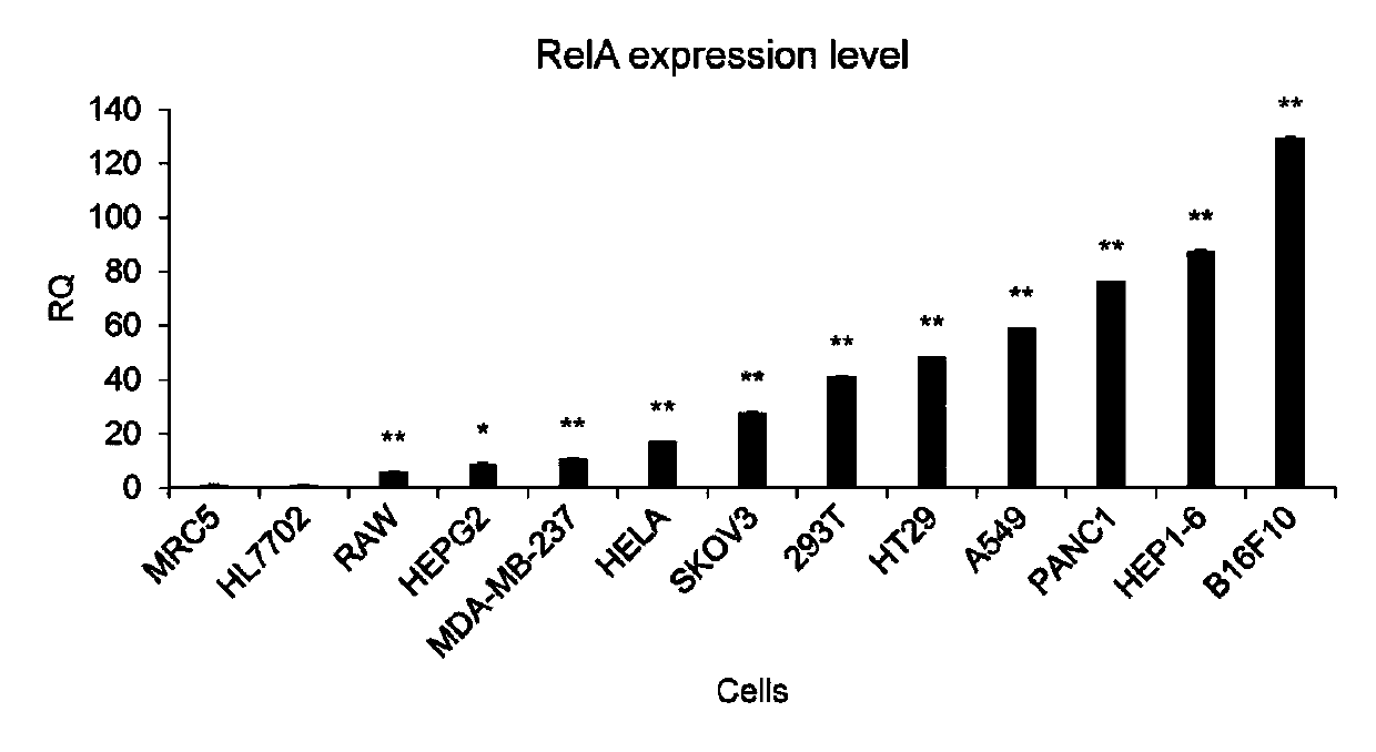 A tumor cell-specific effector gene expression vector initiated by NF-κB, its expression product and application