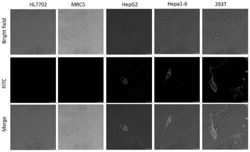 A tumor cell-specific effector gene expression vector initiated by NF-κB, its expression product and application