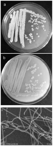 Streptomyces hydrogenans and application thereof in biological control