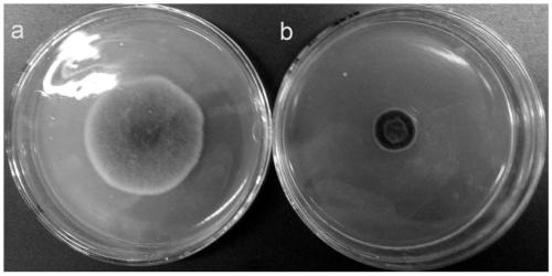 Streptomyces hydrogenans and application thereof in biological control
