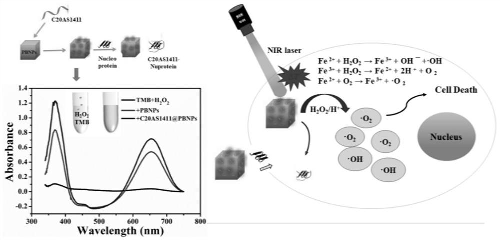 Preparation method of DNA functionalized PBNPs nano-enzyme and application of DNA functionalized PBNPs nano-enzyme in preparation of targeted photo-thermal therapeutic agent