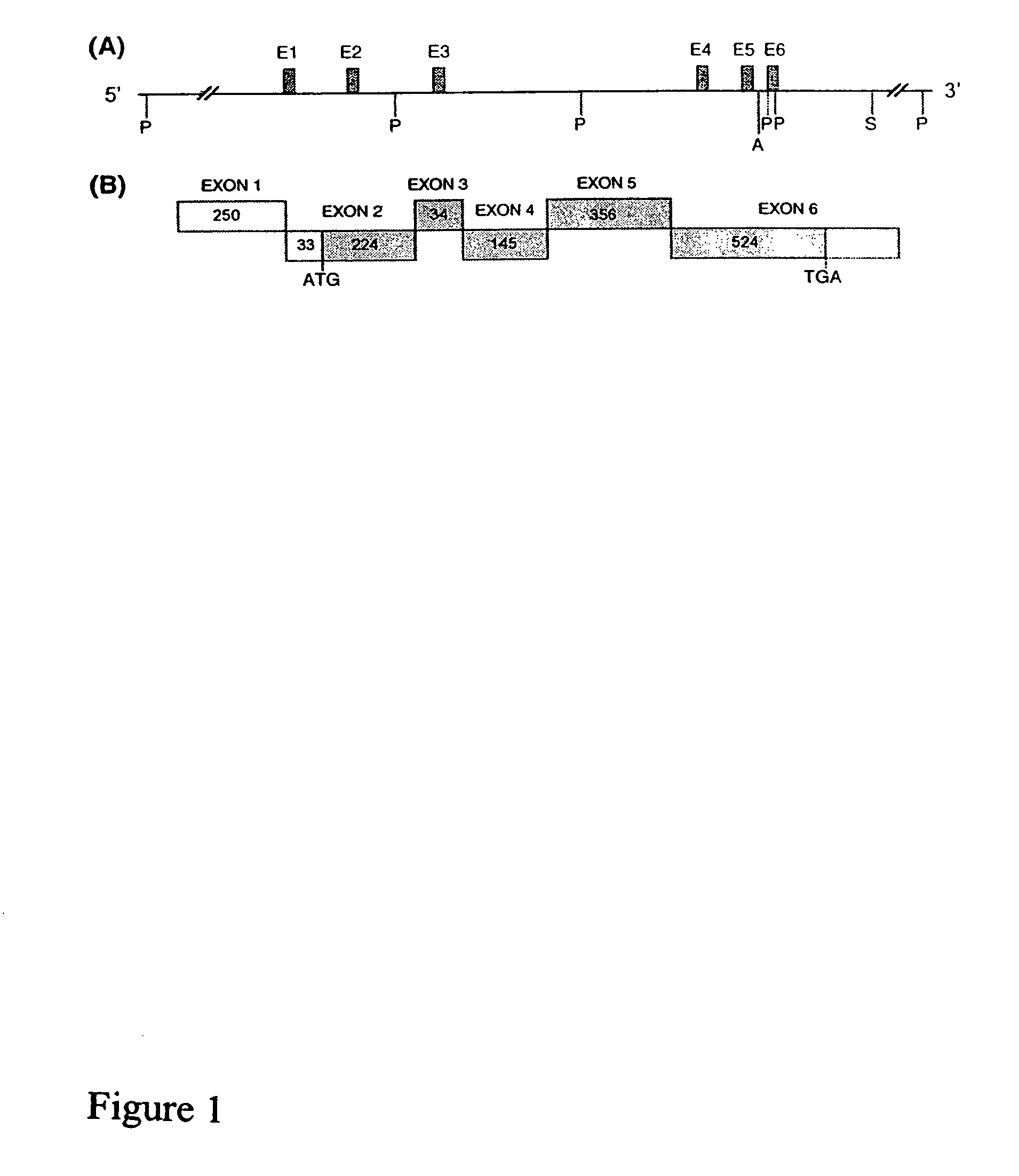 Orphanin FQ receptor