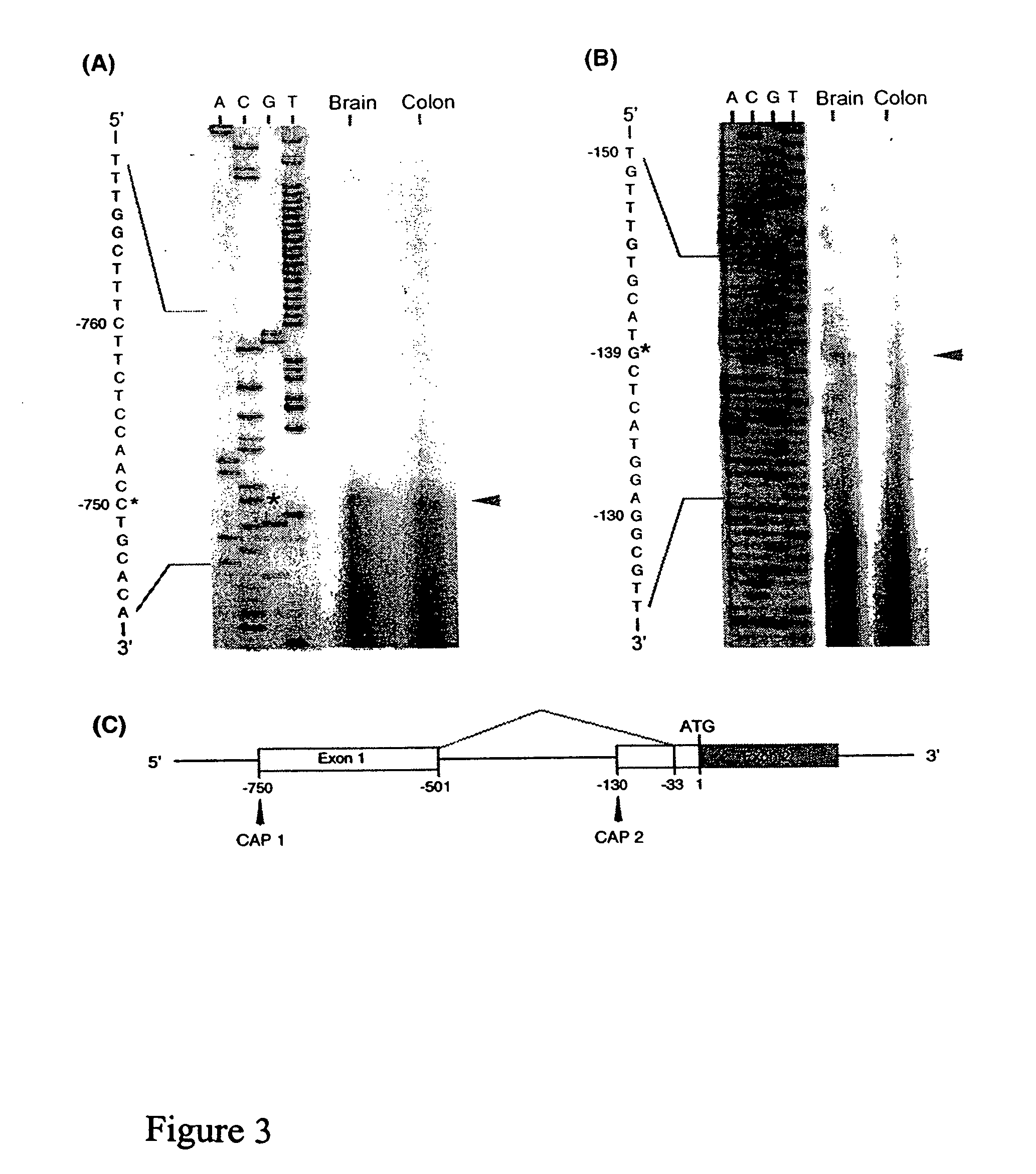 Orphanin FQ receptor