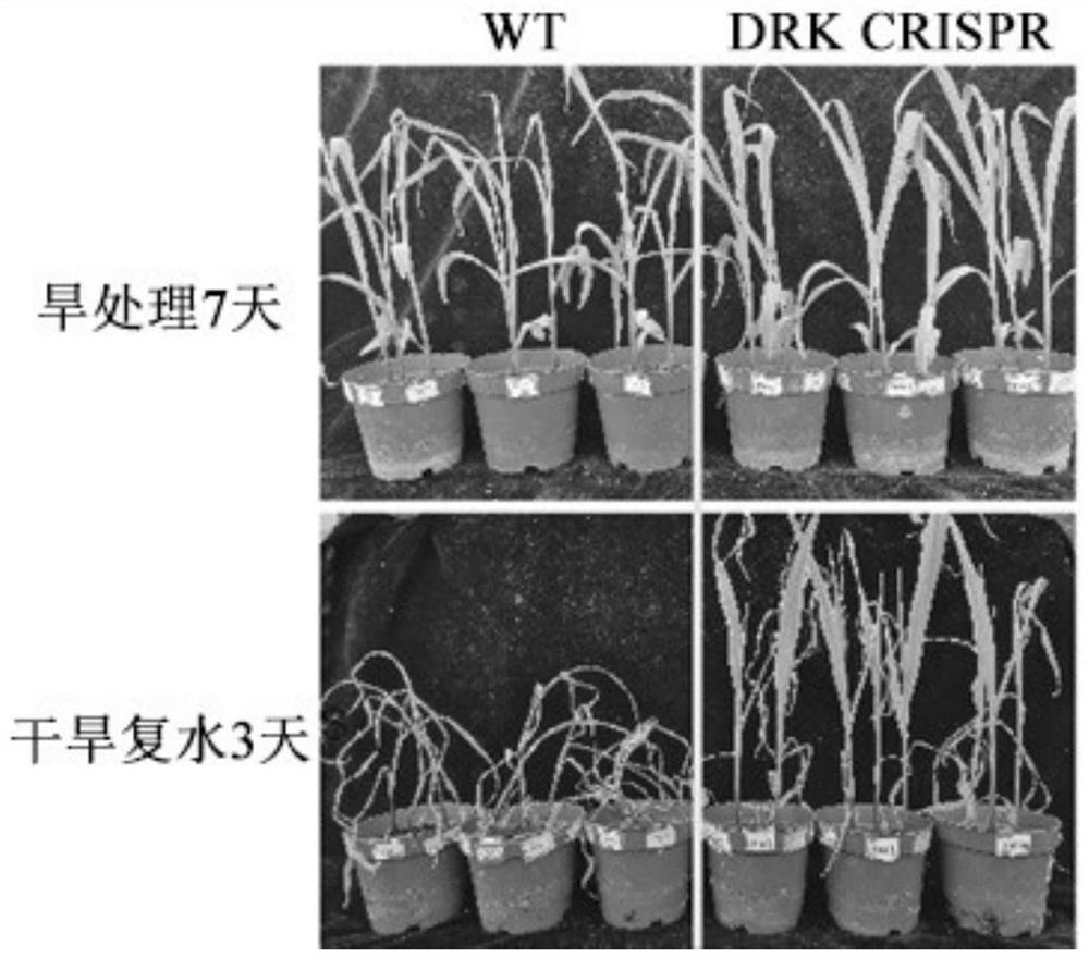 Application of DRK protein and coding gene thereof in drought resistance of plants