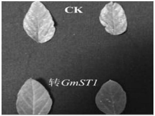 SMV (soybean mosaic virus)-resistant gene GmST1, cultivation method of GmST1 transgenic soybeans and application