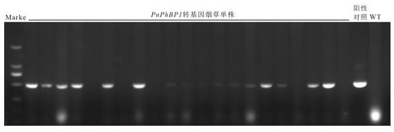 A kind of Panax notoginseng plant hormone binding protein gene  <i>pnphbp1</i> and application