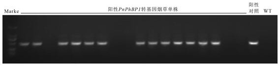 A kind of Panax notoginseng plant hormone binding protein gene  <i>pnphbp1</i> and application