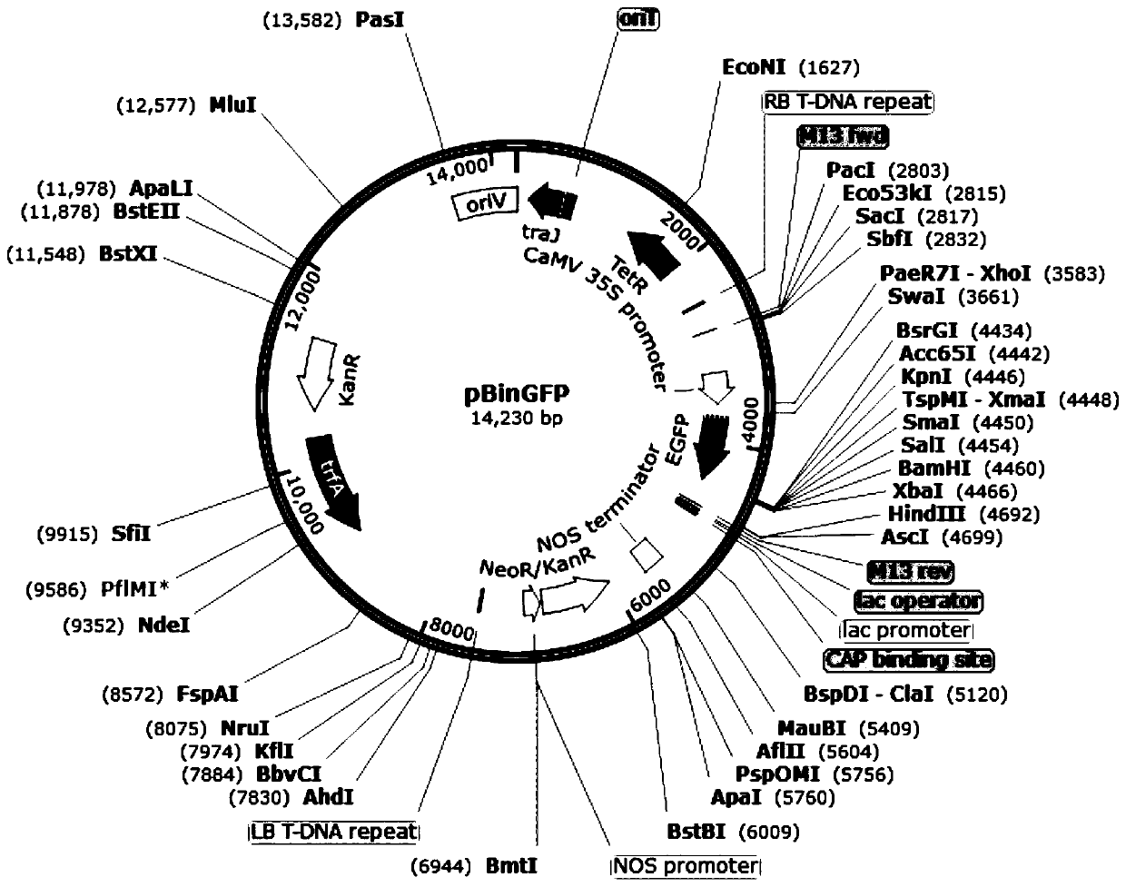 Phytophthora capsici effector RxLR19781 gene and application thereof