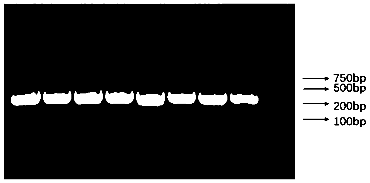 Phytophthora capsici effector RxLR19781 gene and application thereof